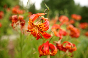 Blooming lily in the garden