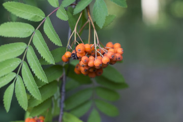 The fruits of mountain ash hang on a branch.