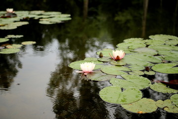 Lily pads and flowers with tree reflection
