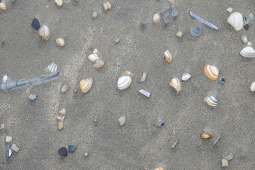 Fototapeta na wymiar Sea shells on sand. Winter beach background. Top view