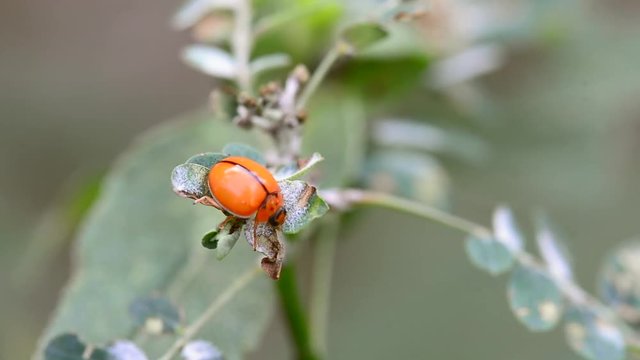 The ladybug is walking on a tree on a nature background.
