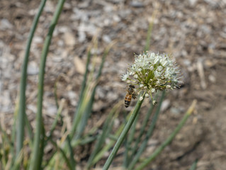 Honeybee on an Onion Flower