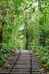 Obraz premium 林道