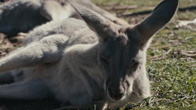 Slow motion close up of young Kangaroo relaxing/sun bathing on the lawn and enjoying life - close up at 125fps