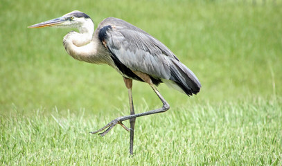 Fototapeta premium Tropical long necked heron walking across my backyard this morning.
