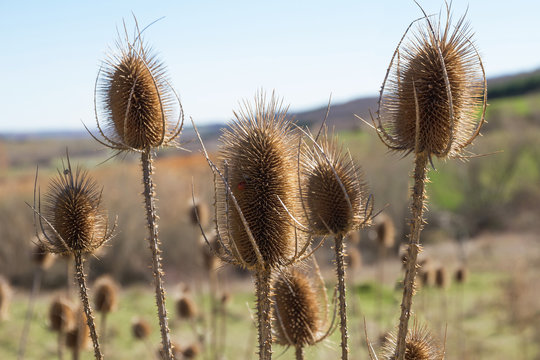 Cardos Secos sobre Paisaje Desenfocado
