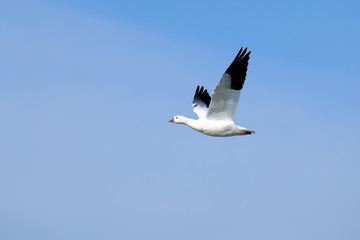 Fototapeta na wymiar Snow Goose in Flight