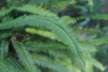 fern
