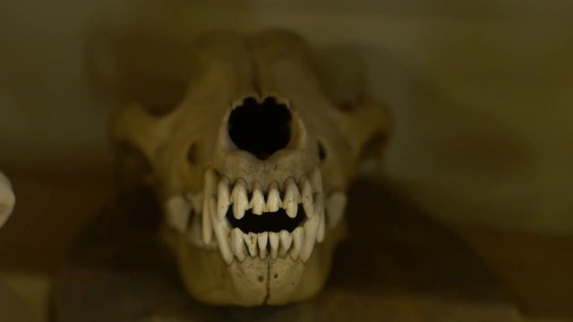 View of skull of monkey along other animals skeletons.