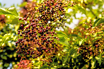  elder berries in summertime in Germany