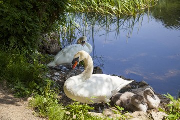 Schwäne am Lilypond in der Nähe von Stackpole in Wales © hardyuno