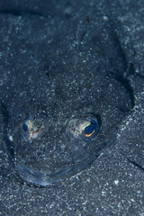 Flat Fish hiding in Sandy Ocean Floor of Izu, Japan