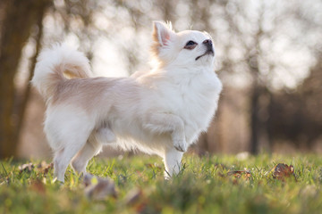 cute chihuahua dog. Small dog. Cream long coated Chihuahua.	