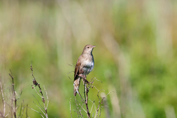 River warbler locustella fluviatilis singing on top of grass. Cute little brown loud stealthy songbird. Bird in wildlife