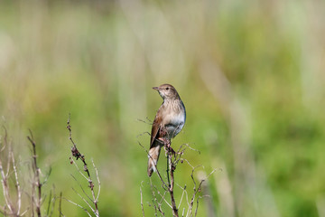 River warbler locustella fluviatilis singing on top of grass. Cute little brown loud stealthy songbird. Bird in wildlife