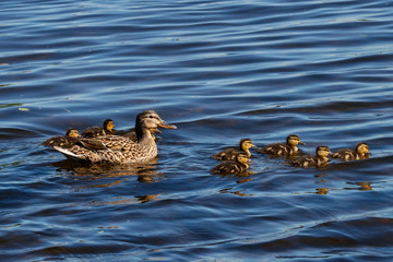Mallard family female with ducklings. Cute common duck. Waterbird in wildlife.
