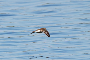 Common sandpiper flying over river water. Cute brown shorebird in motion. Bird in wildlife.