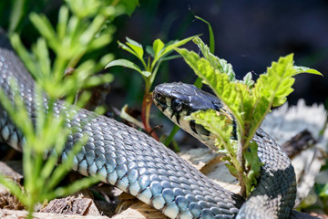 Grass snake on ground in forest. Cute friendly reptile.