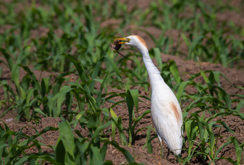 cattle egret a successful hunter