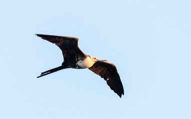 magnificent frigate bird in flight
