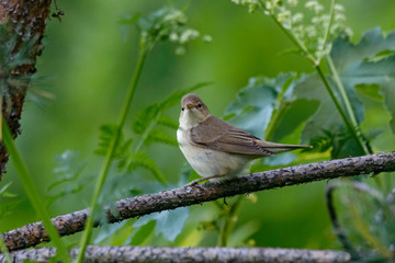 Marsh warbler sitting on pine tree. Cute little brown songbird. Bird in wildlife.