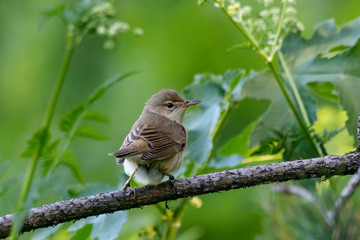 Marsh warbler sitting on pine tree. Cute little brown songbird. Bird in wildlife.