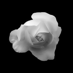 monochrome soft glowing romantic white rose on a black background