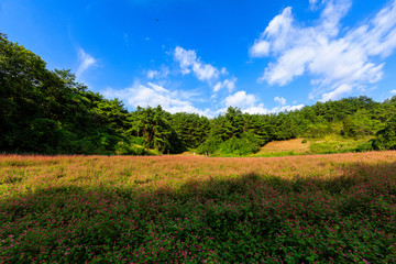 Buckwheat flowers of korea