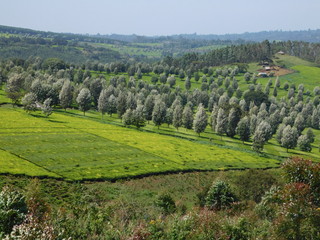 Fototapeta na wymiar Tea Plantations Kericho County Kenya 