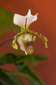 Orquidea sapinho ou queixuda