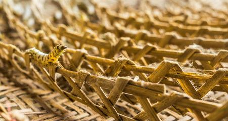 caterpillar  before it become a pupa in bamboo containers