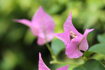 ブーゲンビリア