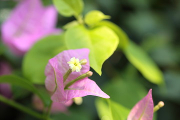 ブーゲンビリア