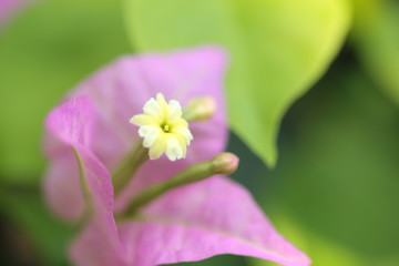 ブーゲンビリア