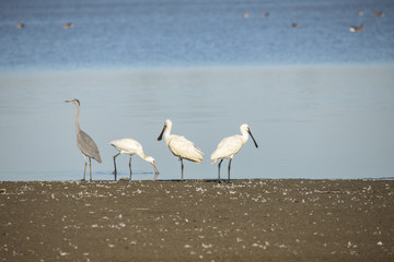 Spoonbill, Platalea leucorodia