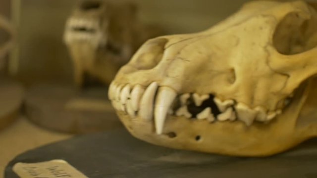 Skull of old wolf exposed in zoological laboratory.
