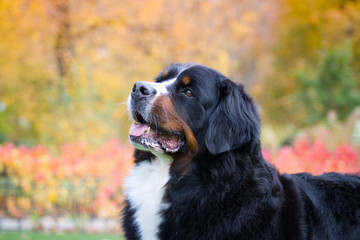 Bernese mountain dog posing in park background. Beautiful autumn.	