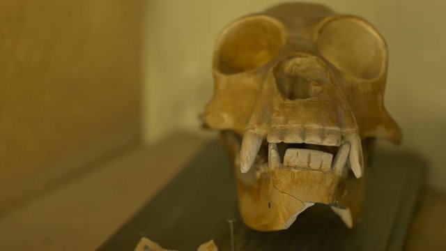 View of a skull of a gibbon exposed on a shelf.