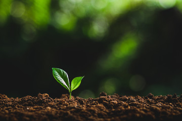 Plant tree in neutral background Close-Up Of Fresh Green Plant,Young hand