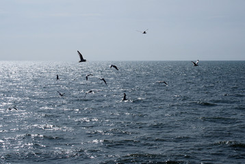 Naklejka premium wide panoramic image of seagulls flying over a calm sunlit summer sea with clear blue sky