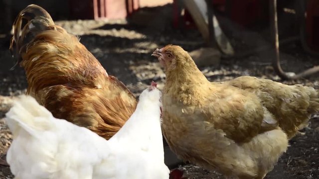 Chicken feeding Close
