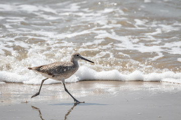 Willet on a seashore
