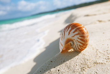 nice and shine sea shell on  beach with perfect seascape