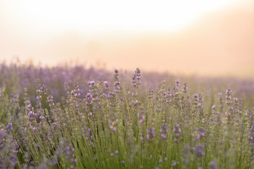 Fields of lavender flowers at sunrise	