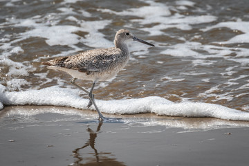 Willet on a seashore