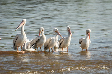 American White Pelican (Pelecanus erythrorhynchos) on a lakeshore
