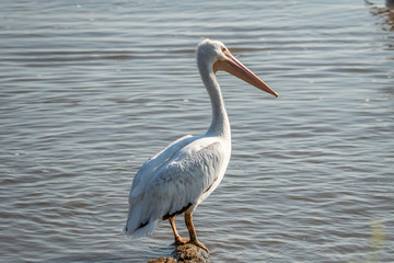 American White Pelican (Pelecanus erythrorhynchos) on a lakeshore