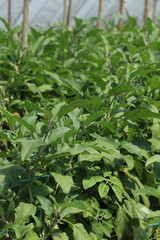 Gemüse in einem Gewächshaus