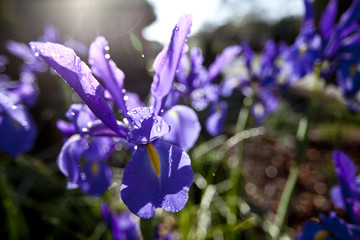 Fototapete bei efototapeten.de bestellen   