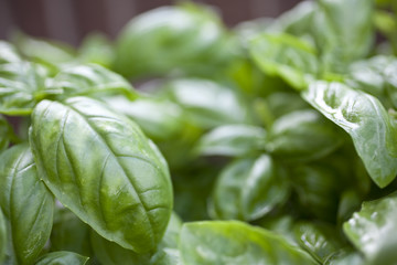 Basil